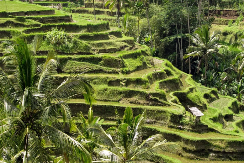 Ubud – zelené terasy, posvátné chrámy a tanec bohů