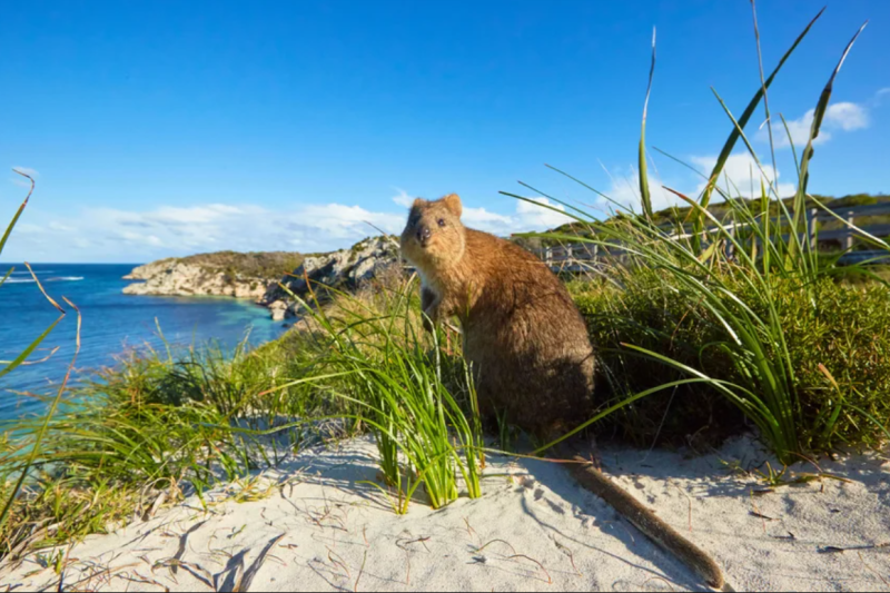 Rottnest Island