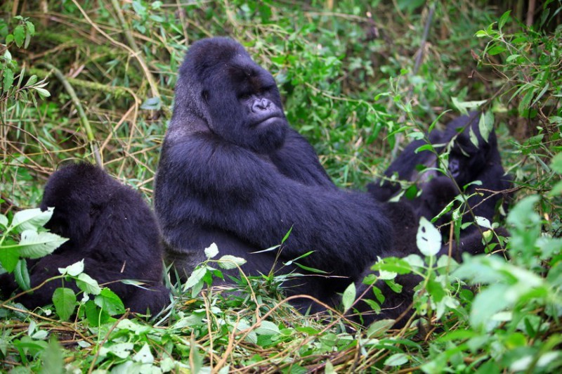 NP Bwindi: Návštěva horských goril, 2 noci