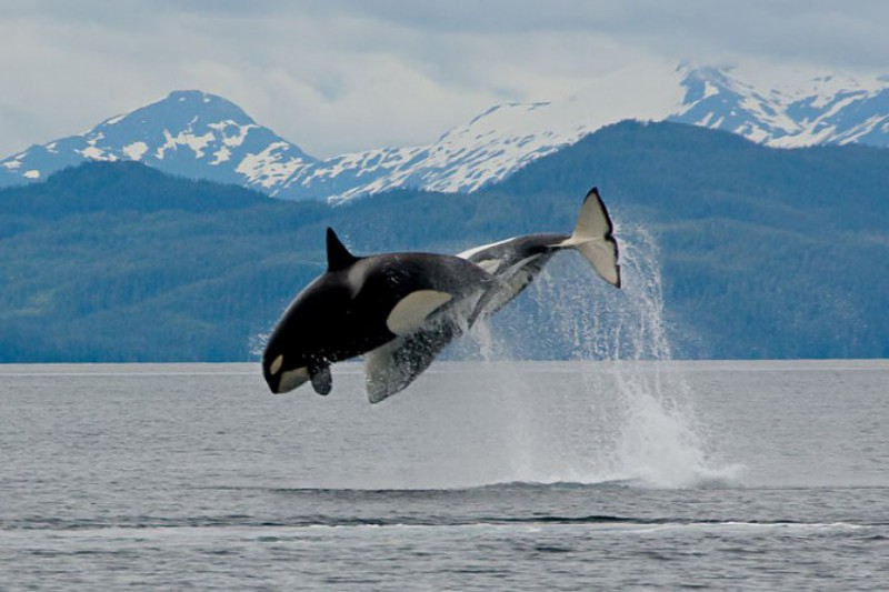 Plavba v Kenai Fjords National Park