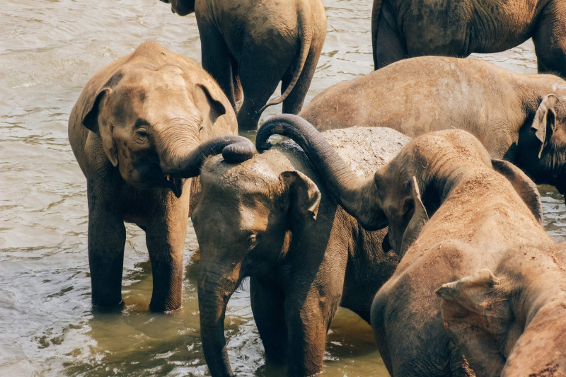 Nejlepší zážitky s CK SEN: Sloní sirotčinec a KANDY