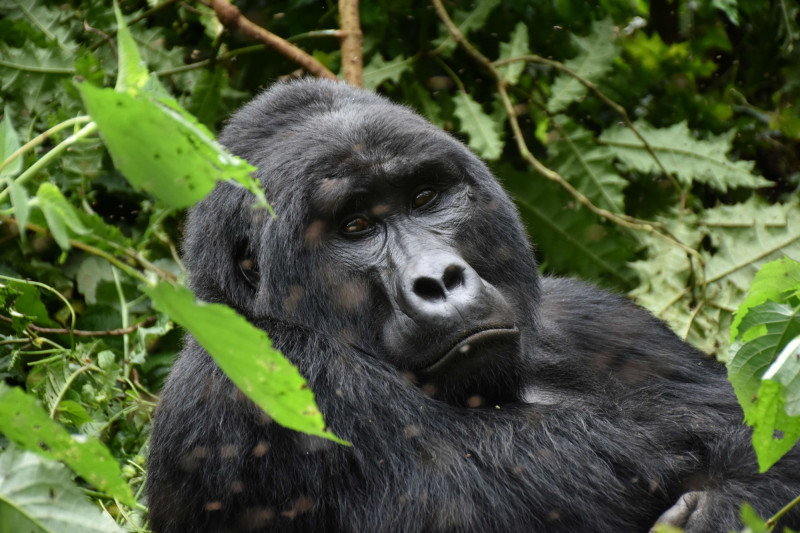 Povolení k treku za horskými gorilami