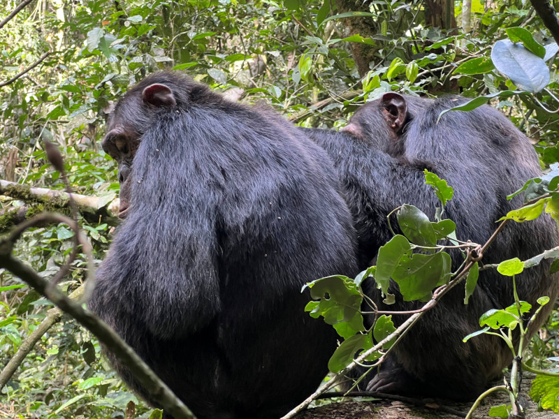 Povolení k treku za šimpanzi