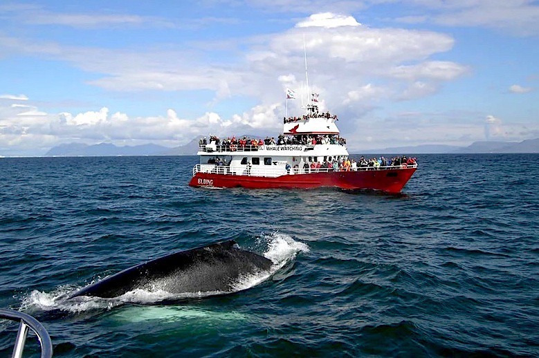 Plavba za pozorováním velryb