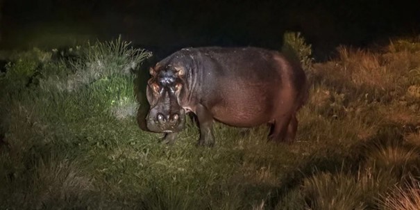 Noční safari 