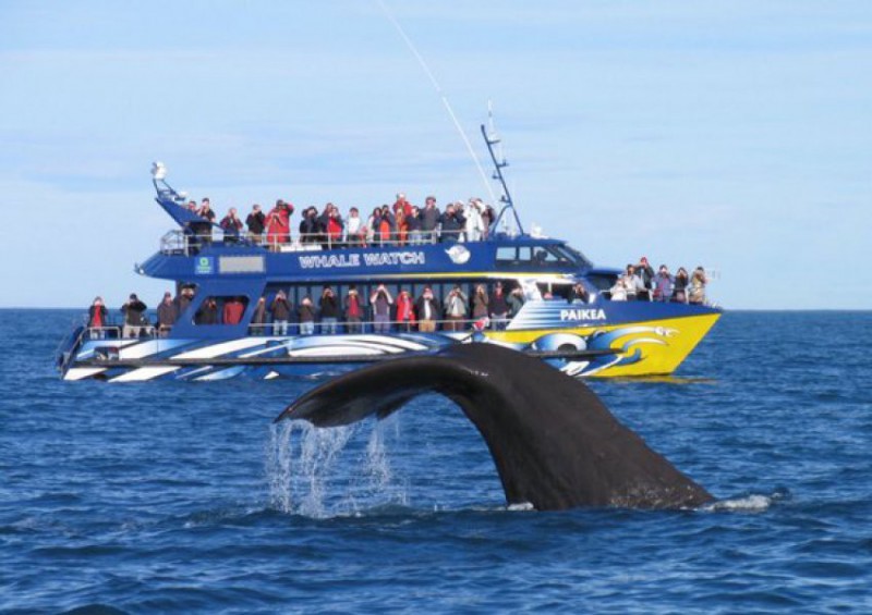 Plavba za velrybami Kaikoura