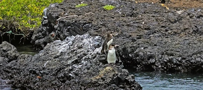 Výlet za tučňáky