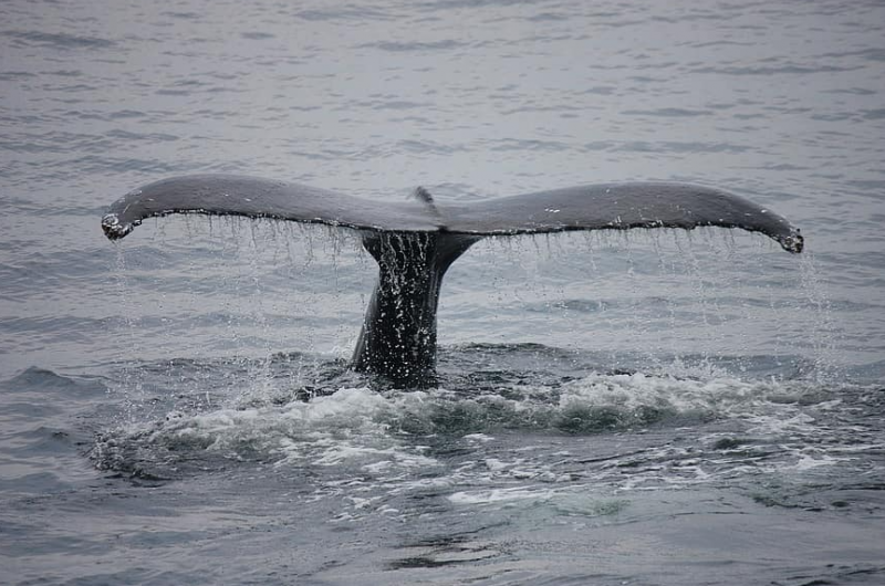 Nejlepší zážitky s CK SEN: Plavba za velrybami