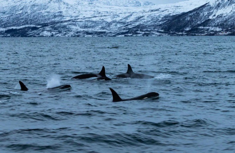 Velrybí safari v severním Norsku