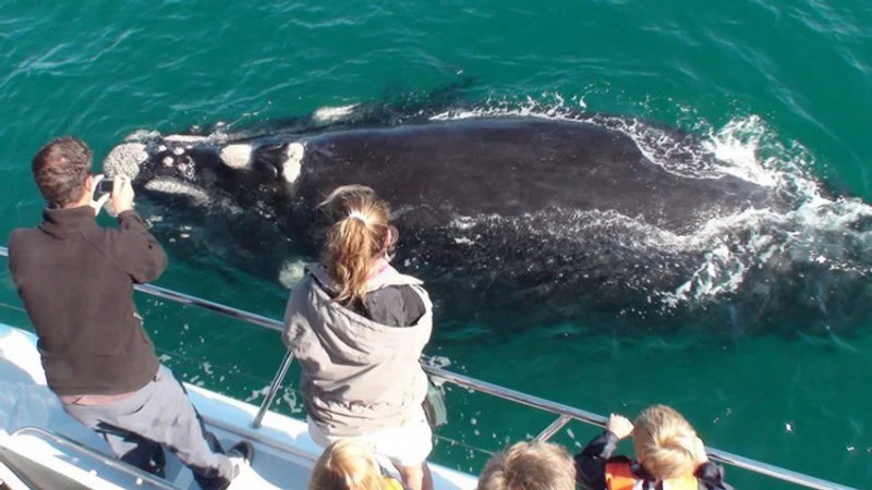 Hermanus: Pozorování velryb