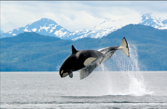 Plavba v Národním parku Kenai Fjords