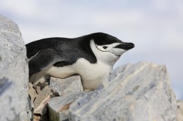Tučňák na kameni nenechá váš fotoaparát v klidu.