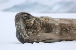 Nemáte chuť si pohrát s tímto rozkošným tuleněm? Na Antarktidě budou pořád s vámi.