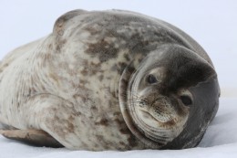 Nechoďte do ZOO, plavte po podél Antarktidy, zde zažijete ten nedotčený svět plný zvířat.