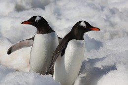 Roztomilý pár tučňáků potěší vás i váš fotoaparát.