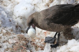 Můžete zde spatřit fantastické úkazy ze života zvířat, např. jak pták krade vajíčko tučňákům.