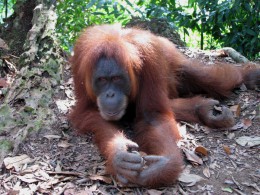 Orangutan ze Sumatry