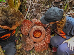 Rafflesia arnoldii, největší květina světa