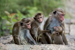 Balijské opice