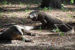 Varani na ostrově Komodo 2