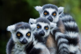 Lemuři na Madagaskaru 