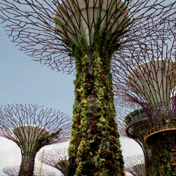 Superstromy v singapurských zahradách