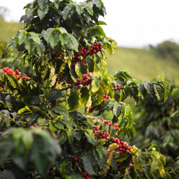 Rostlina kolumbijské kávy 
