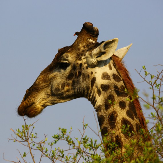 Žirafa v Etosha v Namibii