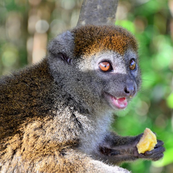 Malý Bamboo lemur