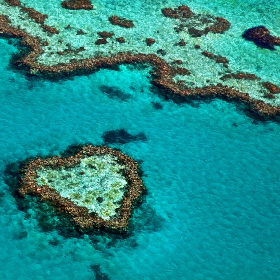 Korálový útes na Great Barrier Reef v Austrálii