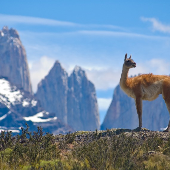 Lama v Torres del Paine