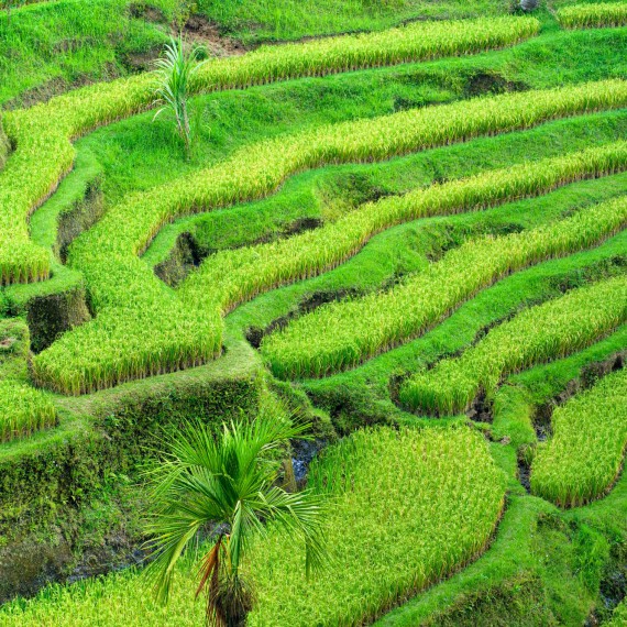 Rýzová pole na Bali