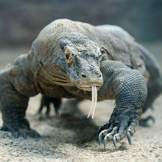Varan komodský, ostrov Komodo