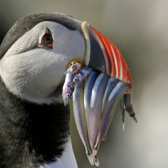 Alky jsou symbolem Islandu