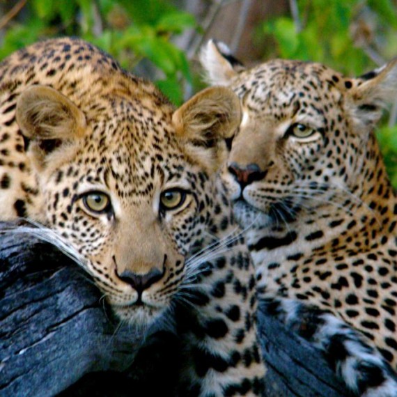 Etosha - domov leopardů 