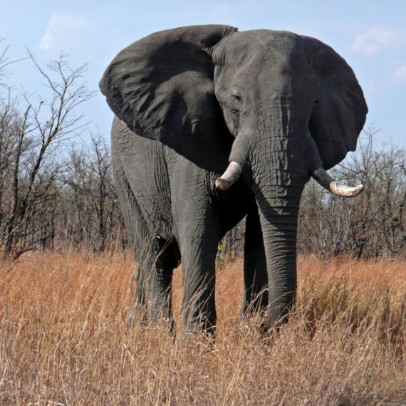 Slon na africkém safari v Namibii