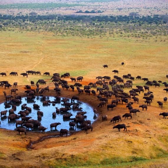 Život u napajedel v Serengeti