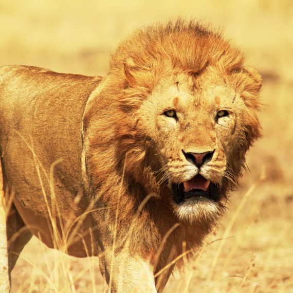 Lev - král zvířat v Serengeti