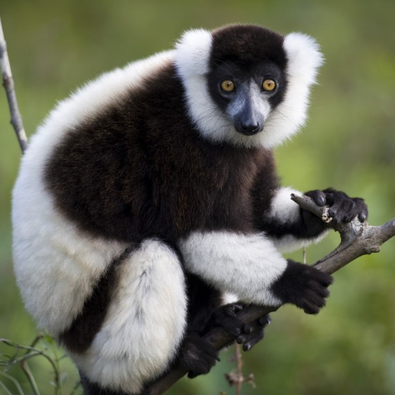 Lemur Indri - největší z lemurů