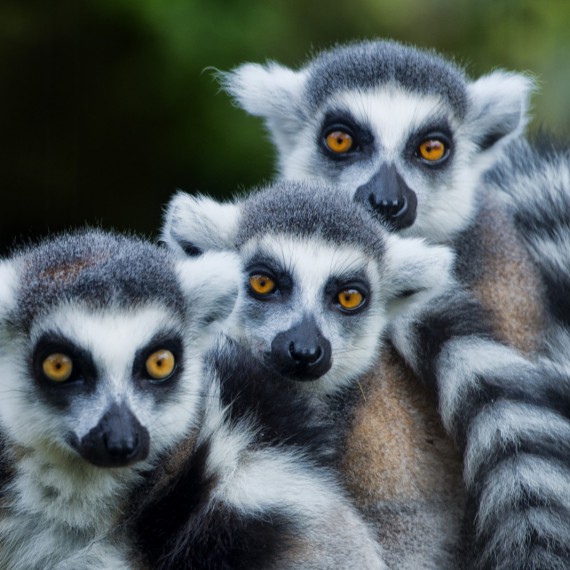 Lemuři na Madagaskaru