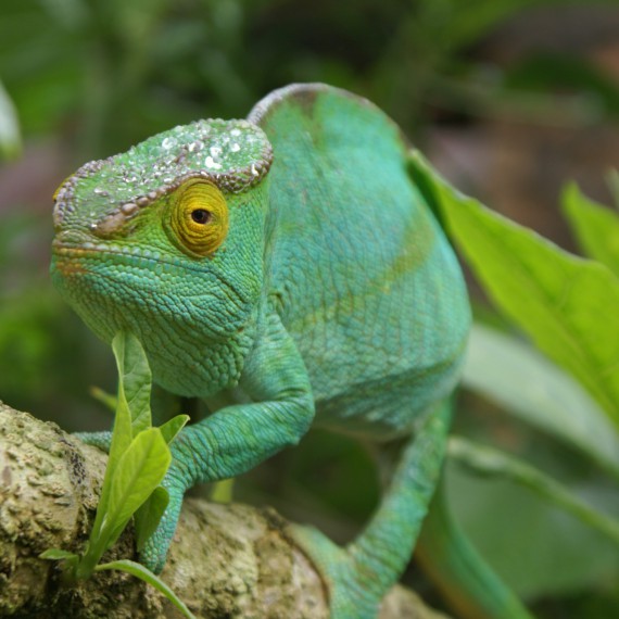 Chameleon na Madagaskaru