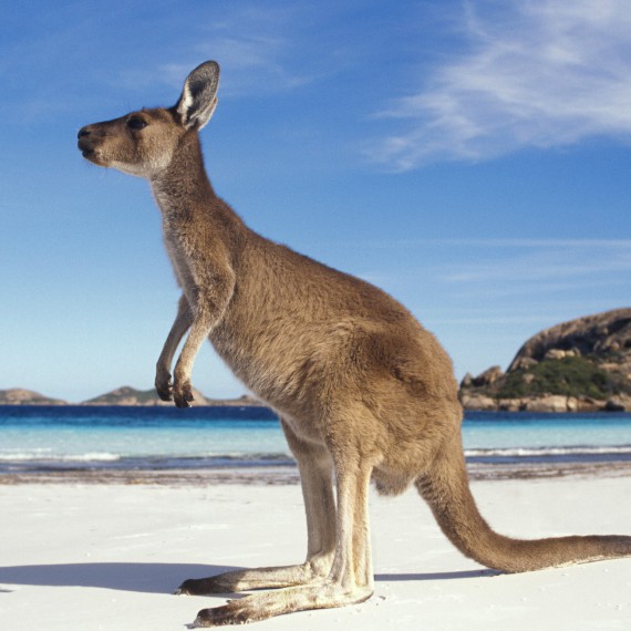 Klokan na pláži v Austrálii