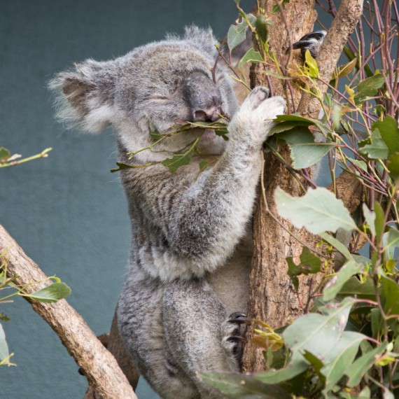 Koala je typická pro Austrálii 