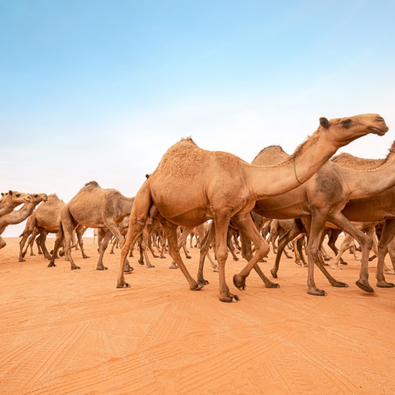 Největší velbloudí trh na světě