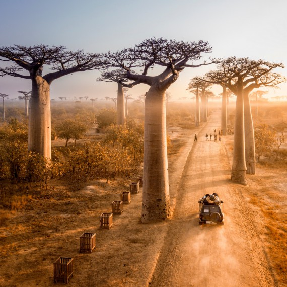 Alej baobabů na Madagaskaru