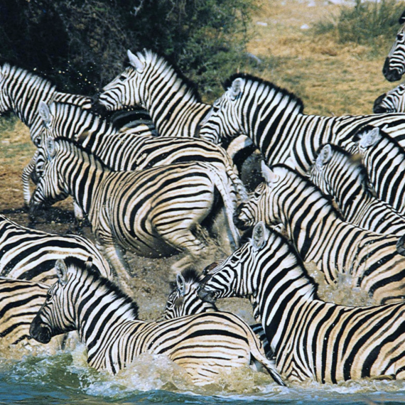 Zebry na africkém safari