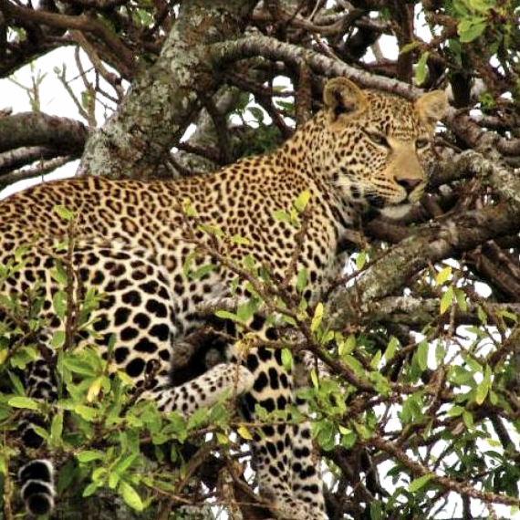 Leopard v kourunách stromů v Tanzanii