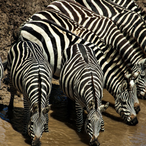 Stádo zeber na safari v Tanzanii