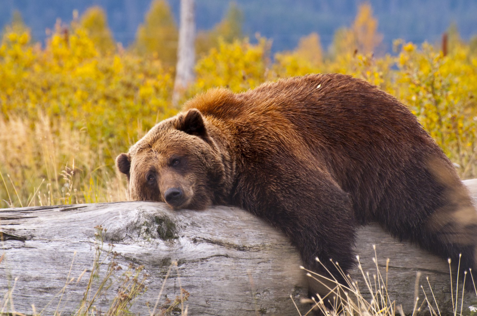 Medvěd Grizly na Aljašce 