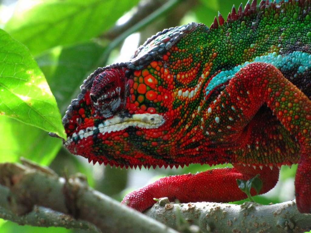 Barevný chameleon na Madagaskaru 